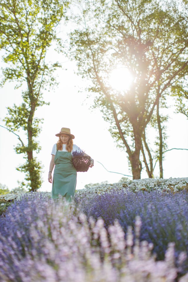 Tuincentrum en Lavendel Snoeien: Het Geheim voor een Gezonde en Bloeiende Lavendelplant