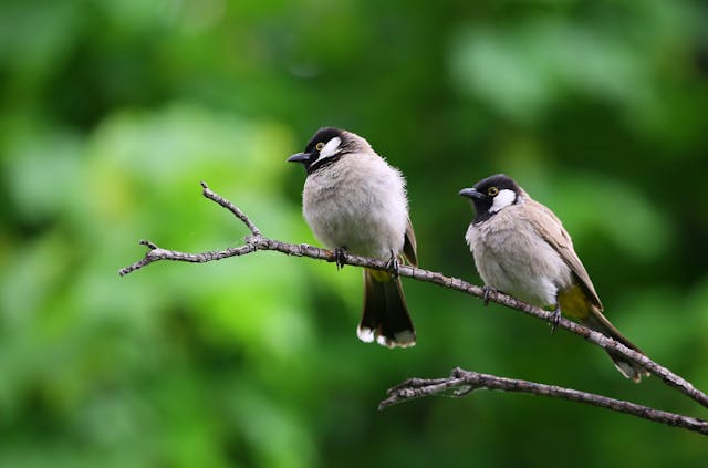 Tuinklompen en Zwitscherbox met Vogelgeluiden: Comfort en Sfeer in je Tuin